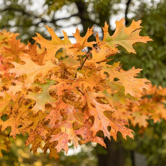 Shumard Oak fall foliage