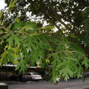 Shumard Oak Tree Leaves