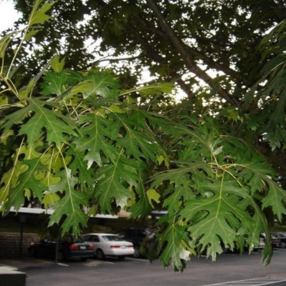 Shumard Oak Tree Leaves