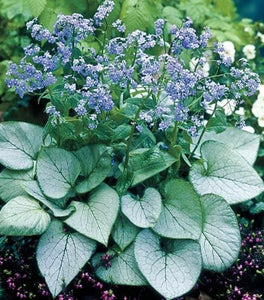 Silver Heart Brunnera