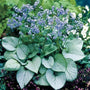 Silver Heart Brunnera with bold silver heart-shaped leaves and green veins growing in a shaded garden bed