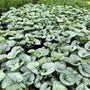 Brunnera macrophylla Silver Heart used as a low silver groundcover along a shaded walkway