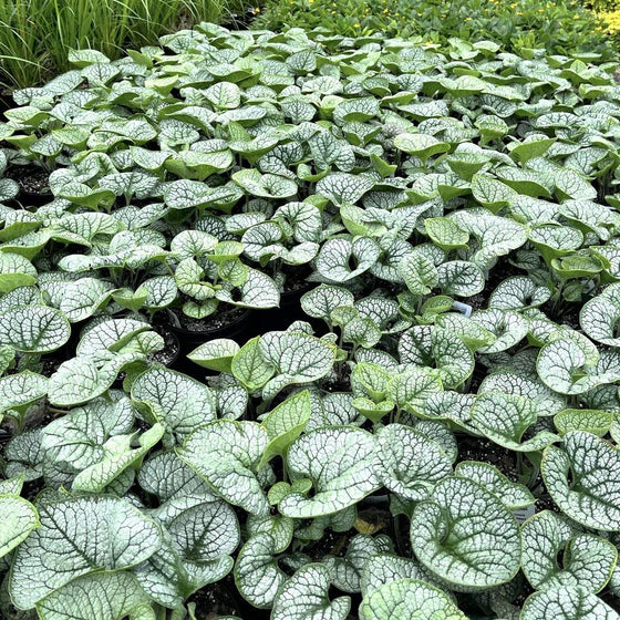 Brunnera macrophylla Silver Heart used as a low silver groundcover along a shaded walkway