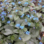 Close-up of Silver Heart Brunnera silver foliage with green veining and heart-shaped leaves