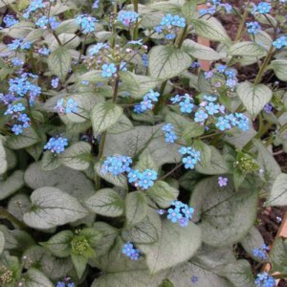 Close-up of Silver Heart Brunnera silver foliage with green veining and heart-shaped leaves
