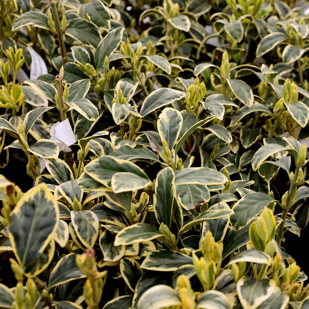 Silver King Euonymus | Variegated Evergreen Hedge Shrub