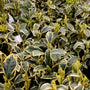 green and cream variegated foliage on silver king euonymus