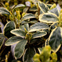 silver king euonymus foliage close up