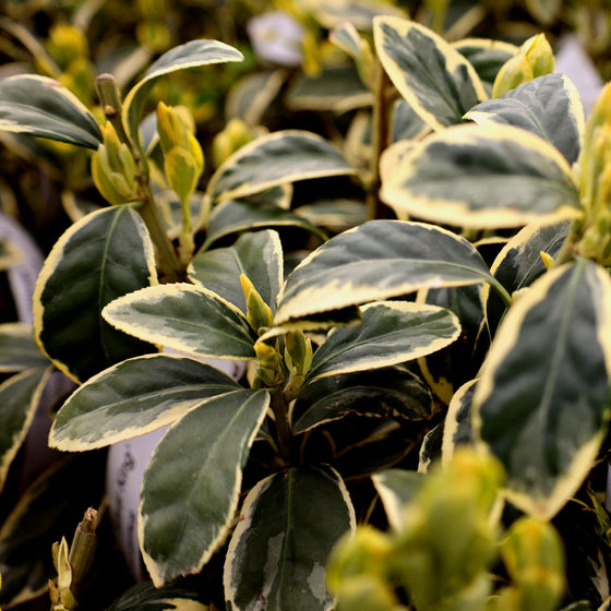 silver king euonymus foliage close up