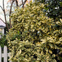 Upright, compact form of Silver King Euonymus showing dense branching and evergreen texture.