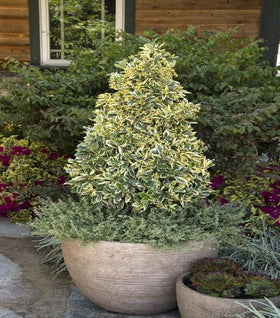 Silver King Euonymus