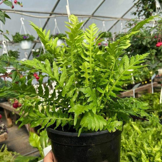silver fern indoor plant Silver Lady Dwarf Fern