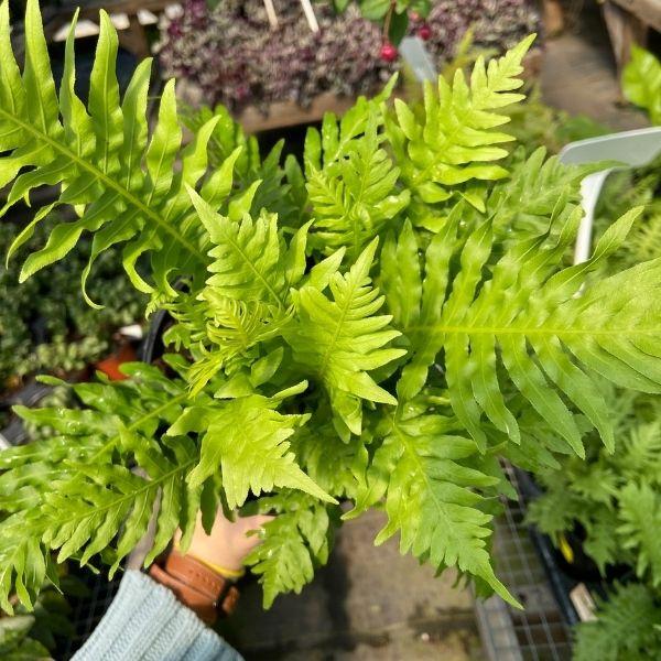 Silver Lady Dwarf Fern Tree for Sale | Garden Goods Direct