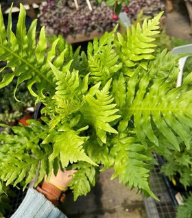 Silver Lady Dwarf Fern
