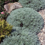 artemisia silver mound planted en mass