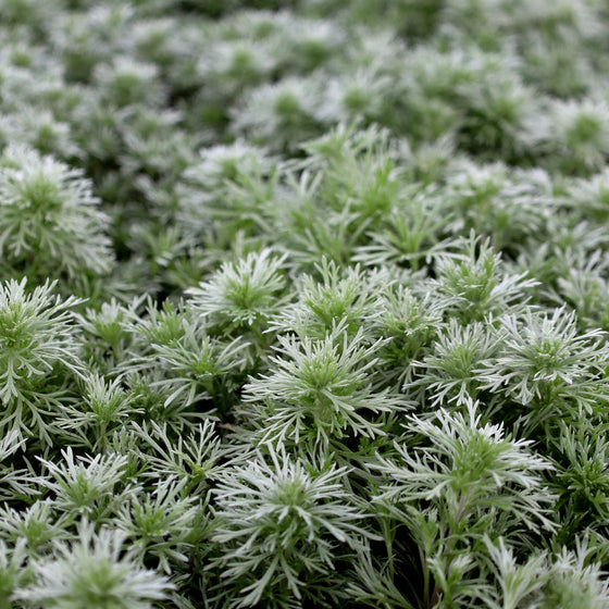 silver mound artemisia silver groundcover