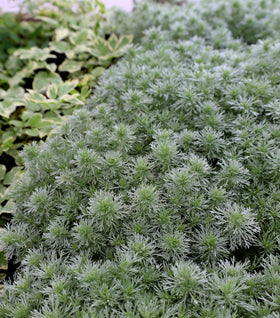 Silver Mound Artemisia
