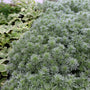 Artemisia Silver Mound perennial groundcover plant