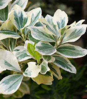 Silver Queen Euonymus