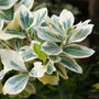 Close-up of Silver Queen Euonymus foliage 