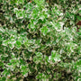 close up of white and green foliage on Silver Queen Euonymus