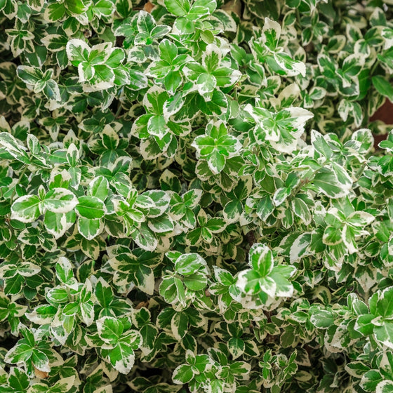 close up of white and green foliage on Silver Queen Euonymus