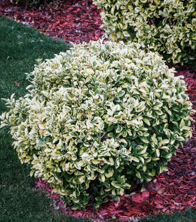Silver Queen Euonymus