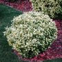 Variegated round silver queen euonymus shrub planted in the landscape and surrounded by red mulch