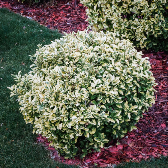 best fertilizer for euonymus plants Silver Queen Euonymus