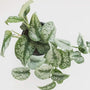 Silver Satin Pothos Plants silver splashed leaves with green backround on trailing stems