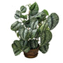 Silver Satin Pothos Plant in bronze pot