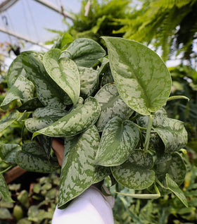 Silver Satin Pothos