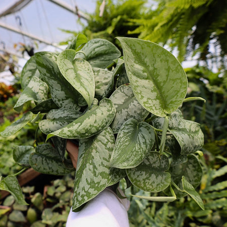 silver satin pothos soil mix Pothos Silver Satin 6"