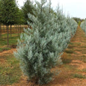 Silver Smoke Cypress Tree