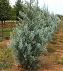 Silver Smoke Cypress
