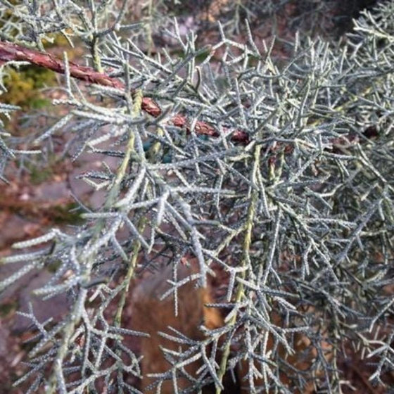 Silver Smoke Cypress Tree blue grey foliage