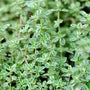 close up of silver thyme silver-green leaves
