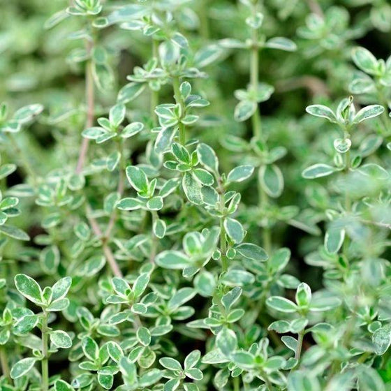 Silver Thyme for Sale | Garden Goods Direct