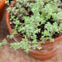 silver thyme potted