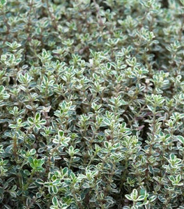 Silver Thyme