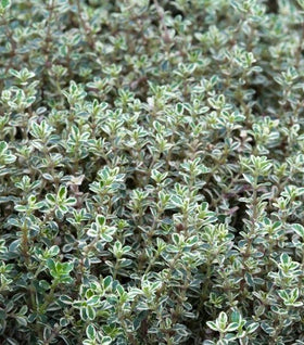 Silver Thyme