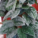 silver ann pothos plant has silver and green leaves