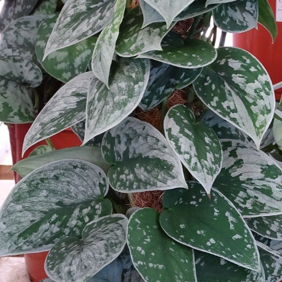 silver ann pothos plant has silver and green leaves