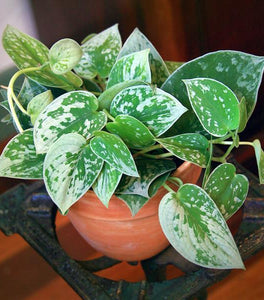 Silvery Ann Pothos