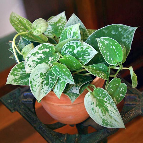 silver and green variegated foliage on silver ann pothos