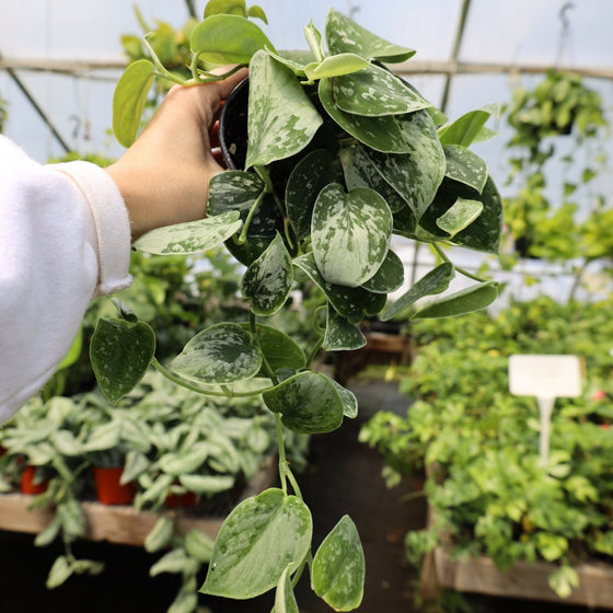 silvery ann pothos trailing houseplants 
