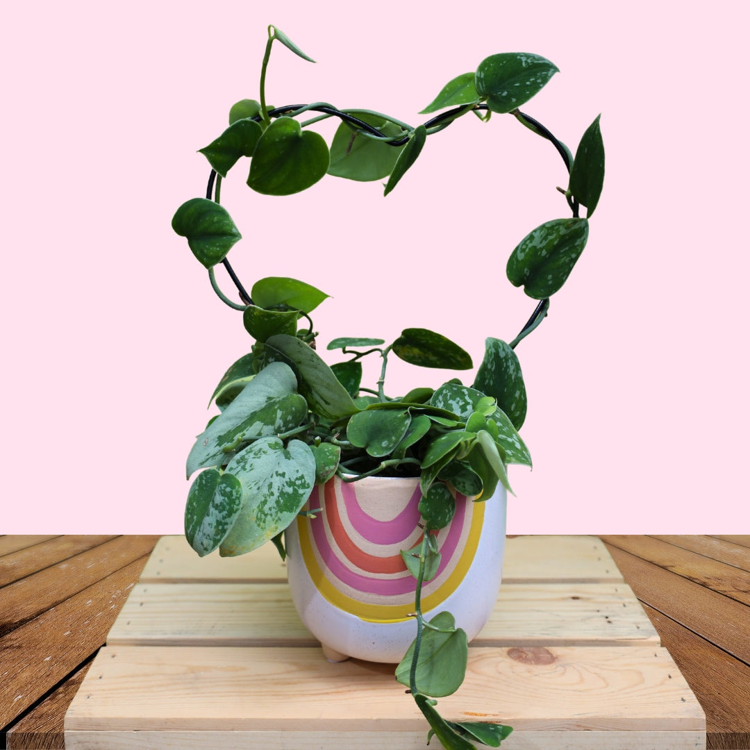 silvery ann pothos plant Buy Silvery Ann Pothos Online - Scindapsus Pictus 'Silvery Ann'