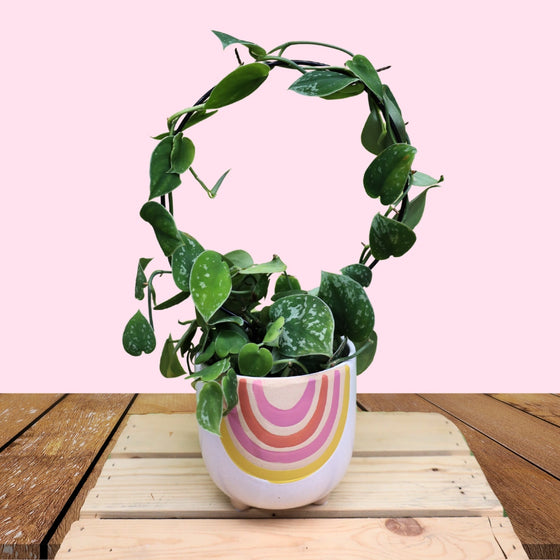 silvery ann pothos growing on a circle trellis