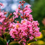 Sioux Crape Myrtle blooming with dark pink crepe-paper flowers in midsummer