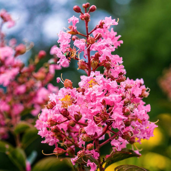 Sioux Crape Myrtle blooming with dark pink crepe-paper flowers in midsummer